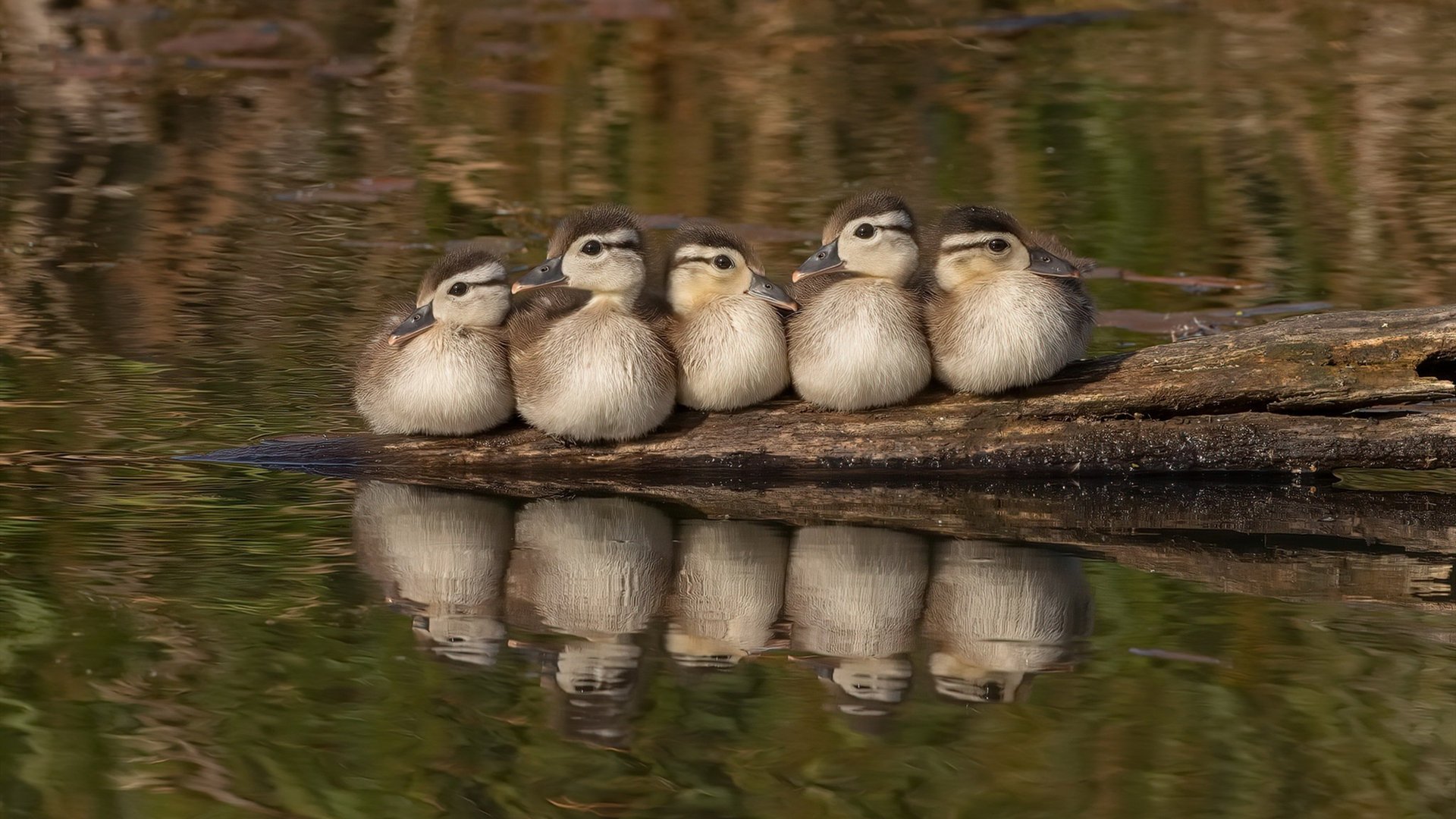 “青训技术创新催生新一代足球明星，行业期待无限”，著名足球青训