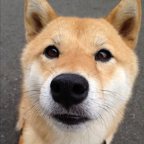 球队分析:哪些球队有望冲击冠军,有没有球队全胜夺冠