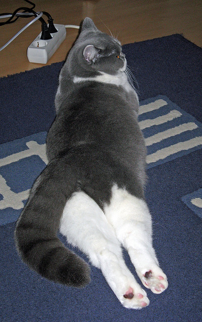 足球课程纳入艺术类高校体育拓展课范围,足球体育特长生招生