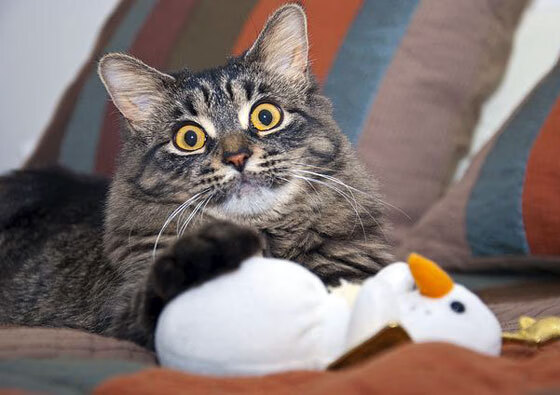 退役球星的慈善事业,用篮球改变生命,退役球星nba