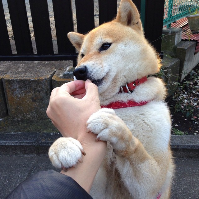 华体会hth-IG战队强化赛季训练计划执行监督，ig训练赛名单公布