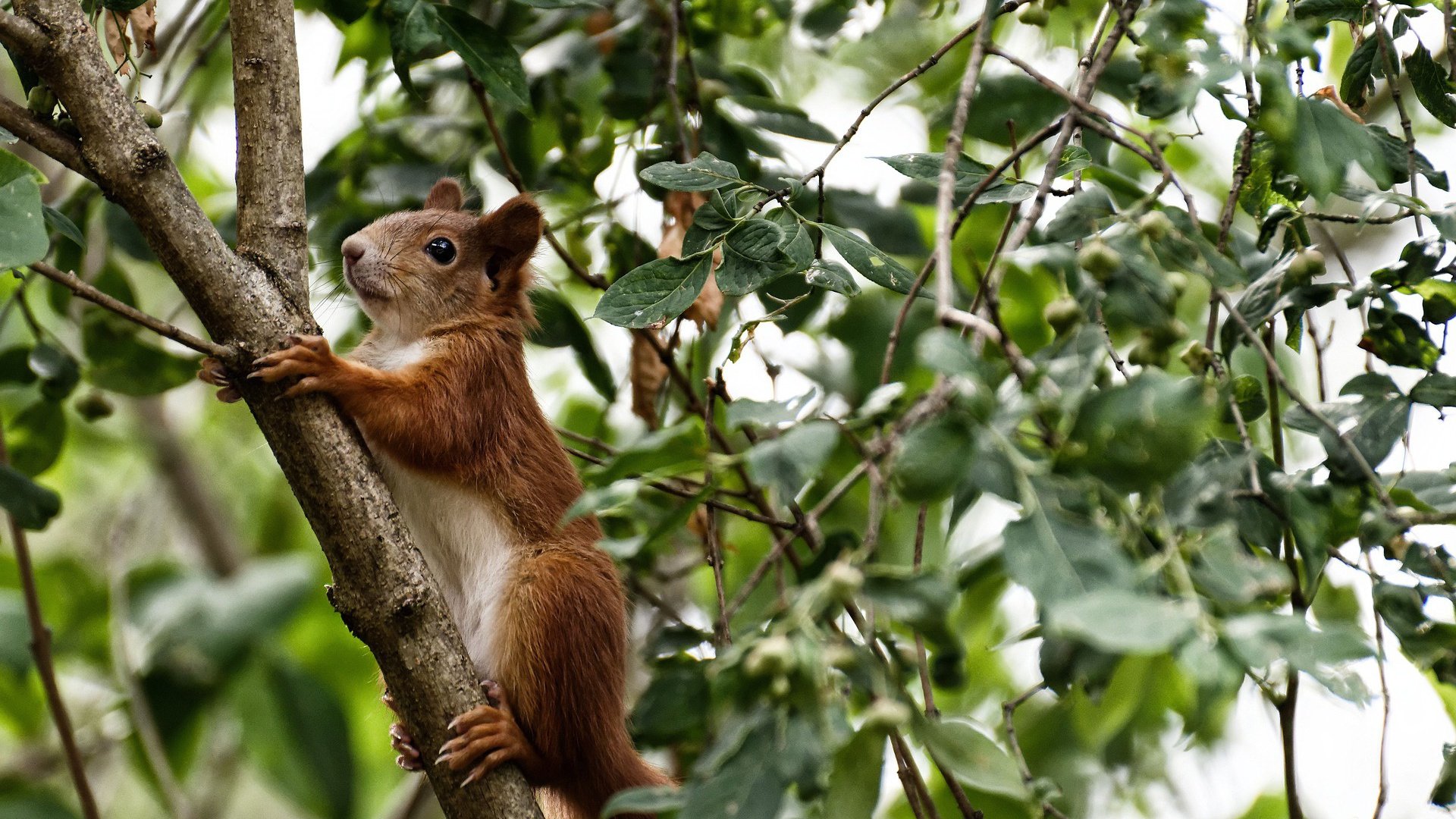 TL国际赛经验持续累积,t1国际邀请赛