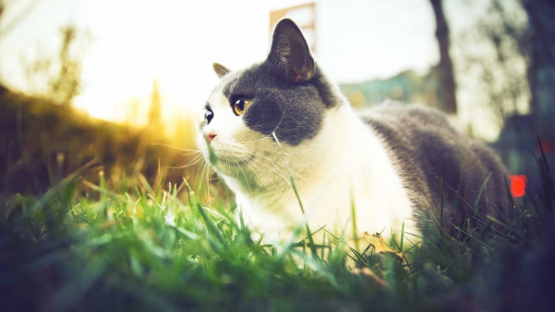 中日韩球队联手提升亚洲足球水平,中日韩足球差距