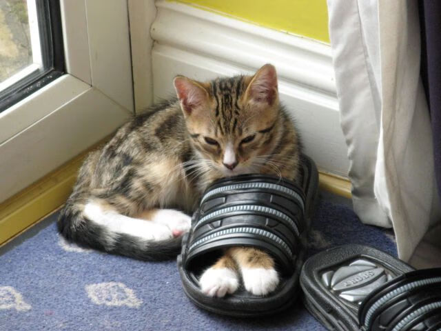 华体会hthapp登入-利物浦小胜对手，欧冠之路不顺略显坎坷！，利物浦主场连胜