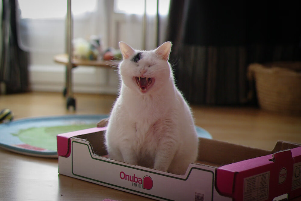 利物浦小胜对手,欧冠之路不顺略显坎坷!,利物浦主场连胜