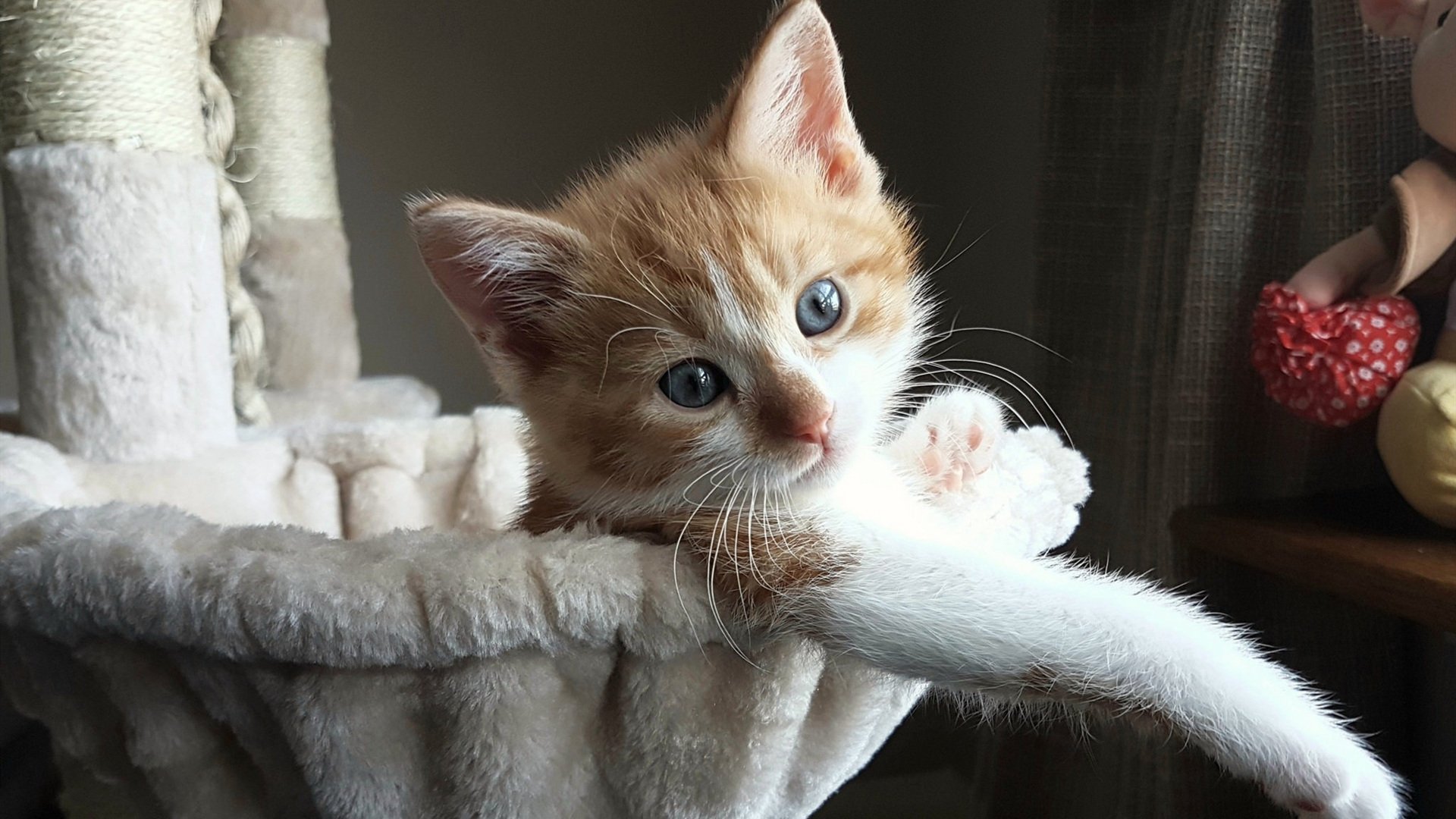 纽卡斯尔联主场2-1战胜曼联,状态回暖,纽卡斯尔联主场叫什么