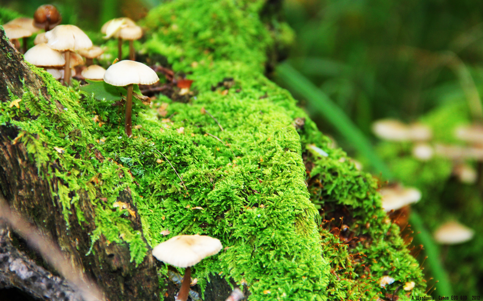 维达德卡萨布兰卡球迷组织举办庆祝活动,支持球队,达维德卡拉布里亚