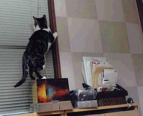 西班牙人主场1-2不敌皇家社会,遗憾落败,西班牙人主场在哪