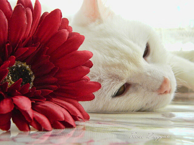 华体会hthapp登入-运动员心理健康评估体系，运动员心理测试量表