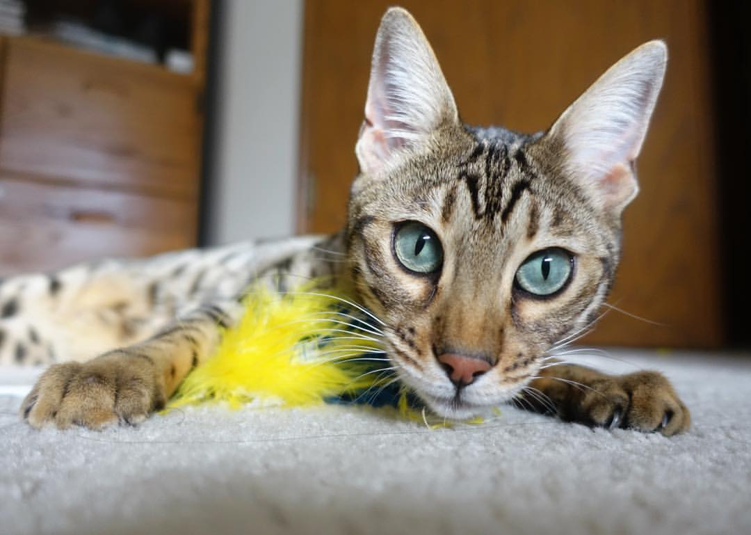 华体会hth-德国队在2024年国际乒联混合团体世界杯的优异成绩，2020国际乒联德国公开赛