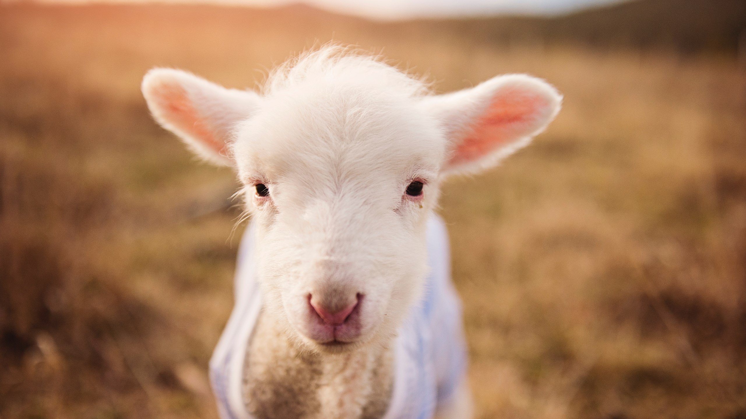 数据分析看谁是五大联赛最全面后卫,五大联赛最强队