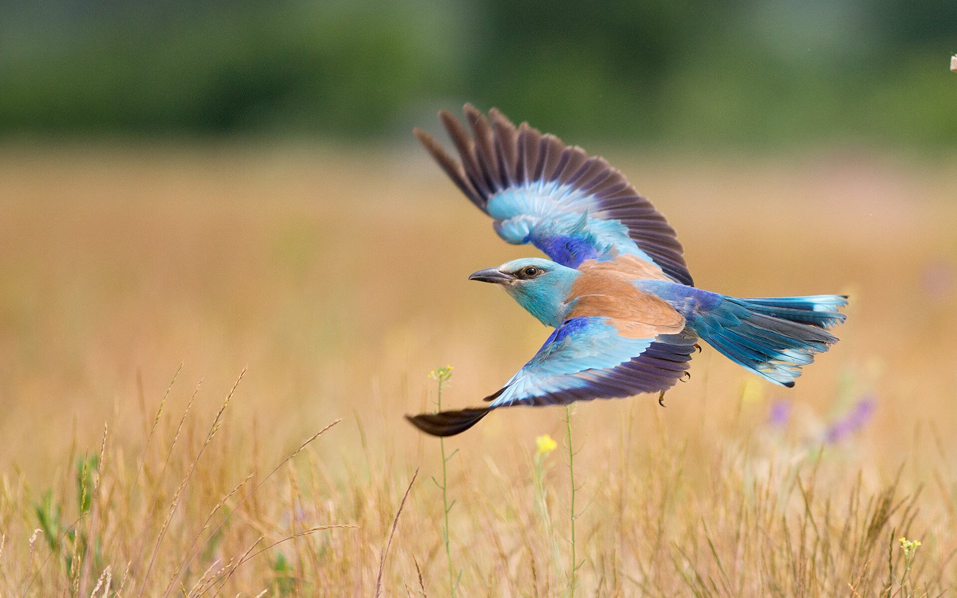 绿色环保材料在足球场馆建设中的应用规模持续扩大,行业绿色转型提速