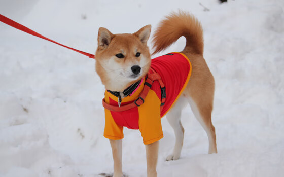 华体会手机网站-西班牙青年队在欧洲大赛中表现亮眼，未来可期